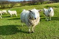 Funny Flock of Staring Sheep looking into the camera