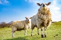 Funny Flock of Staring Sheep looking into the camera