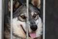 Funny fluffy dog with a funny muzzle sitting in an aviary behind the grid in an animal shelter. A dog with yellow eyes similar to