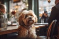 Funny fluffy dog at restaurant on evening lights background