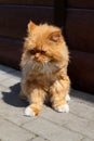 Funny fluffy ginger cat on the pavement closeup portrait Royalty Free Stock Photo