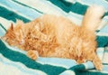 Funny fluffy ginger cat sleeping