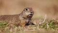 Funny fluffy gopher minding his own business near the burrow, little ground squirrel, little suslik, Spermophilus