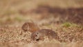 Funny fluffy gophers minding his own business near the burrow, little ground squirrel, little suslik, Spermophilus