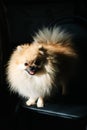 Funny fluffy orange pomeranian spitz dog smiling isolated on a black dark background. Royalty Free Stock Photo