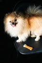 Funny fluffy orange pomeranian spitz dog smiling isolated on a black dark background. Royalty Free Stock Photo