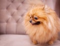 Funny and fluffy pomeranian