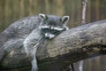 Funny fluffy raccoon lying on a wooden log. Close-up