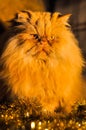 Funny fluffy red cat with garlands on New Year Royalty Free Stock Photo