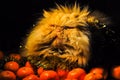 Funny fluffy red cat with tangerines on New Year Royalty Free Stock Photo