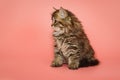 Funny, fluffy Scottish kitten in profile