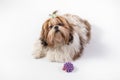 Funny fluffy Shih-tzu puppy girl Royalty Free Stock Photo