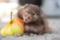 Funny fluffy Syrian hamster with an appetite eats apple, stuffs his cheeks. Food for a pet rodent, vitamins. Close-up