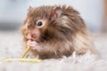 Funny fluffy Syrian hamster eats a green branch of clover, stuffs his cheeks. Food for a pet rodent, vitamins. Close-up