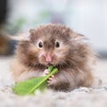 Funny fluffy Syrian hamster eats a green branch of clover, stuffs his cheeks. Food for a pet rodent, vitamins. Close-up