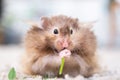 Funny fluffy Syrian hamster eats a green branch of clover, stuffs his cheeks. Food for a pet rodent, vitamins. Close-up