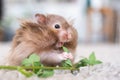 Funny fluffy Syrian hamster eats a green branch of clover, stuffs his cheeks. Food for a pet rodent, vitamins. Close-up