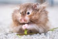 Funny fluffy Syrian hamster eats a green branch of clover, stuffs his cheeks. Food for a pet rodent, vitamins. Close-up