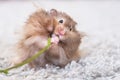 Funny fluffy Syrian hamster eats a green branch of clover, stuffs his cheeks. Food for a pet rodent, vitamins. Close-up