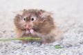 Funny fluffy Syrian hamster eats a green branch of clover, stuffs his cheeks. Food for a pet rodent, vitamins. Close-up