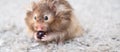 Funny fluffy Syrian hamster eats and surprised, stuffs his cheeks. Food for a pet rodent, vitamins. Close-up, copy space