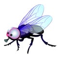 Funny fly with big eyes isolated on white background. Vector cartoon close-up illustration.