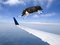 Funny Flying Cow, Plane, Travel Royalty Free Stock Photo