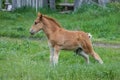 A funny foal is on the field