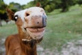 Funny foal horse face with nose and whiskers close up Royalty Free Stock Photo