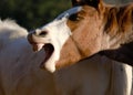 Funny foal horse face yawning from sleepy head closeup on farm