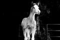 Funny foal that look at camera against black background.