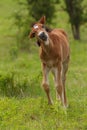 Funny foal on the meadow in springtime Royalty Free Stock Photo