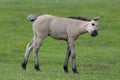 Funny foal. Royalty Free Stock Photo