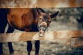 A funny foal of a sports horse walks in levada. The foal in a halter. Portrait of a brown colt