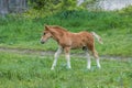 A funny foal stands on a green pasture