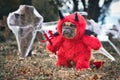 Funny French Buldog dog wearing red Halloween devil costum k, Royalty Free Stock Photo