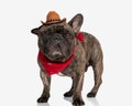 funny french bulldog dog with cowboy hat and red bandana looking forward Royalty Free Stock Photo