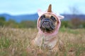 Funny French Bulldog dog with cute overbite lying down wearing knitted unicorn hat Halloween costume