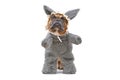 Funny French Bulldog dog dressed up as Big Bad Wolf from fairytale Little Red Riding Hood with furry full body costume