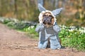 Funny French Bulldog dog dressed up as Big Bad Wolf from fairytale Little Red Riding Hood with furry full body costumes