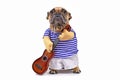 Funny French Bulldog dog dressed up as guitar player wearing a costume with striped shirt, pants and fake arms holding a guitar, i Royalty Free Stock Photo