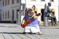 Funny French Bulldog dog dressed up as street perfomer musician wearing a costume with striped shirt and fake arms holding guitar