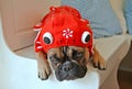 Funny French Bulldog dog dressed up with red koi carp fish hoodie costume Royalty Free Stock Photo