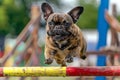 Funny French Bulldog dog jumping over obstacle while doing agility sport