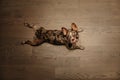 Funny french bulldog dog lying on the floor indoors, top view