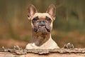 Funny French Bulldog dog with overbite showing teeth looking over tree trunk