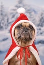 Funny French Bulldog dog with overbite wearing red Christmas cape with hat in front of snow background