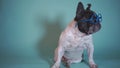 Funny french bulldog dog with pasta glasses looking aside on blue background