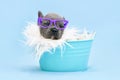 Funny French Bulldog dog puppy with reading glasses sleeping in bucket Royalty Free Stock Photo