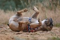 Funny French Bulldog dog rolling on back scratching back in dirt